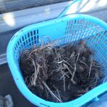 里芋　ショウガ　231213